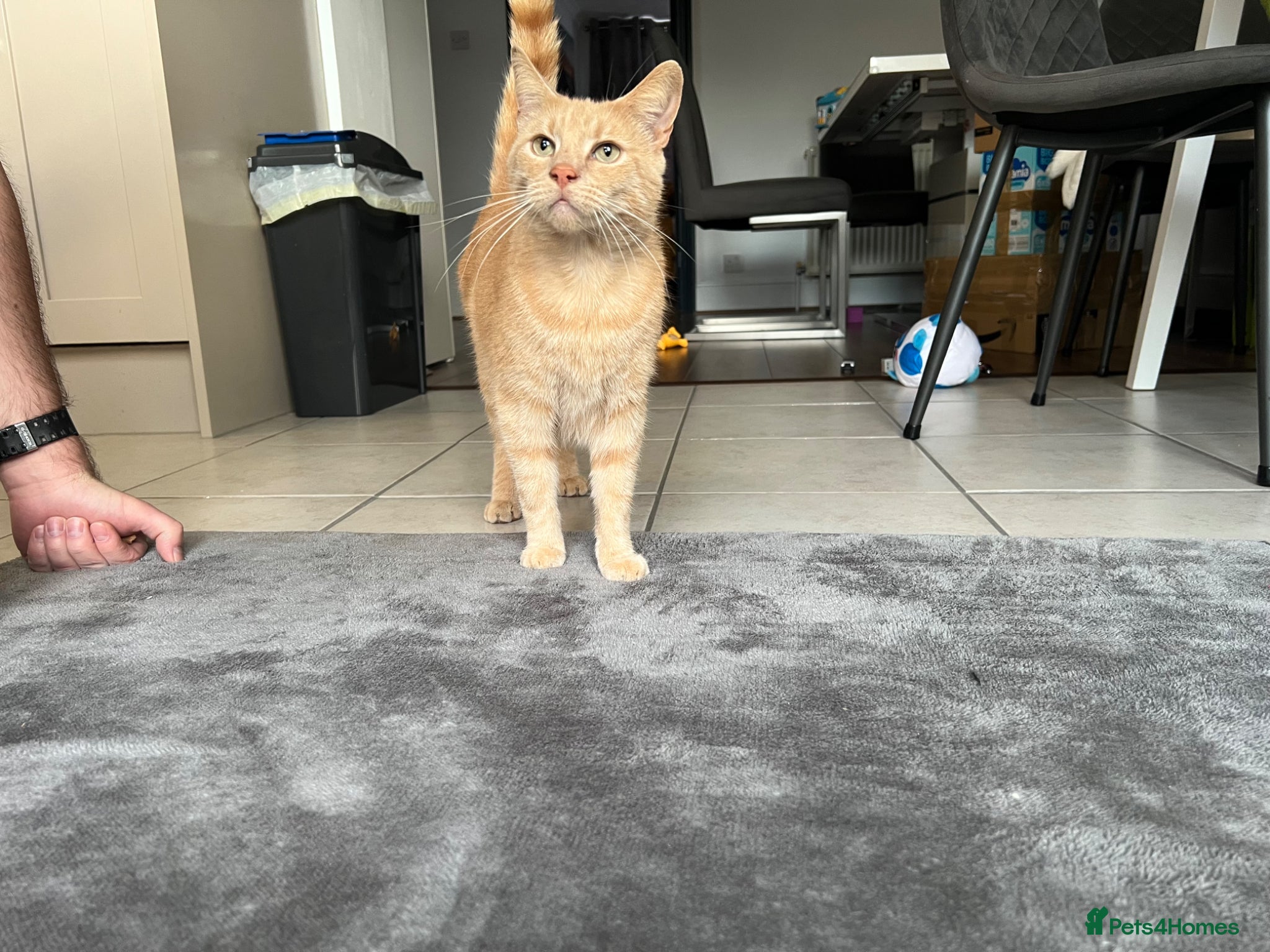 Domestic Shorthair cats FREE Ginger tabby male cat looking forever home - Advert 2