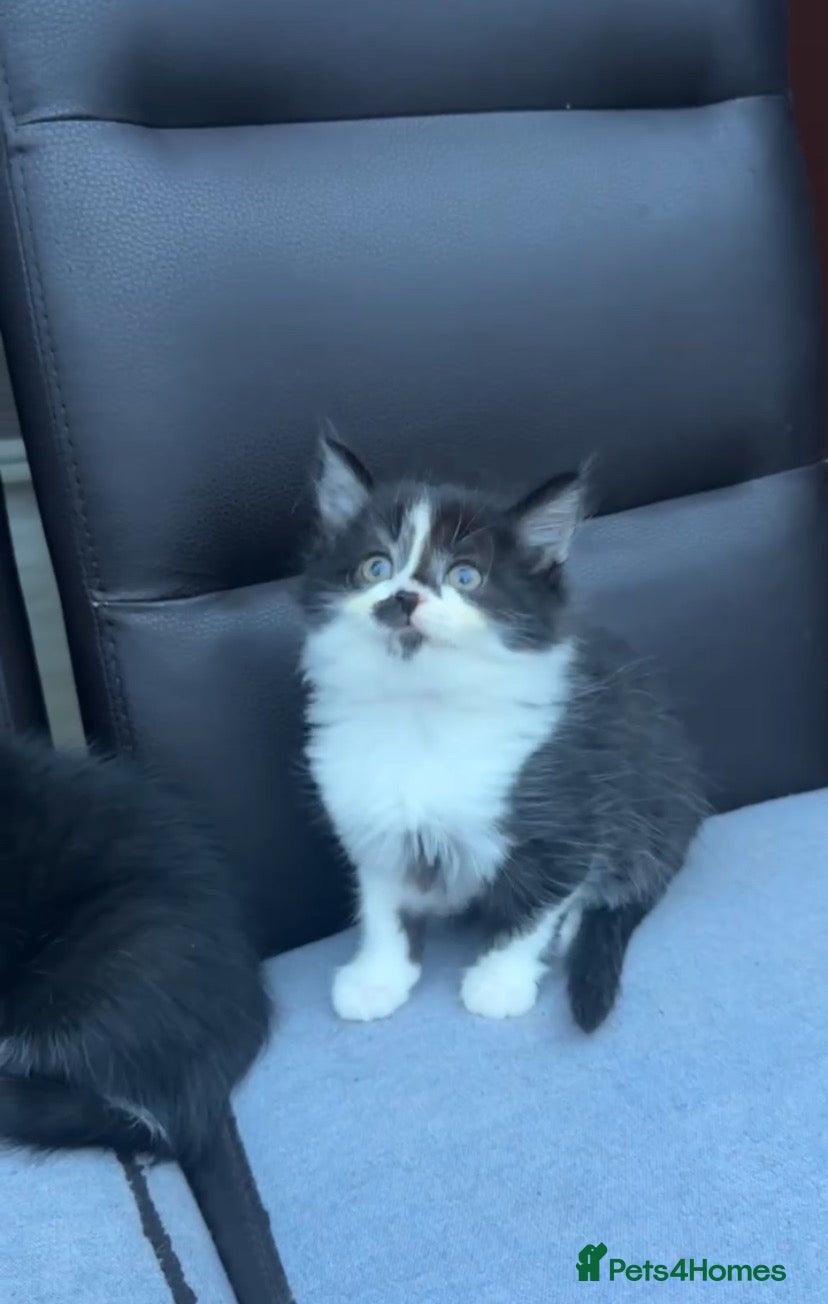 British Shorthair cats adorable british shorthair female kitten  - Advert 2