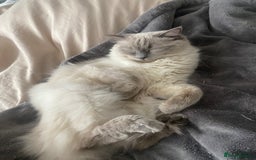 Ragdoll cats for sale: Two stunning ragdolls - Image 3