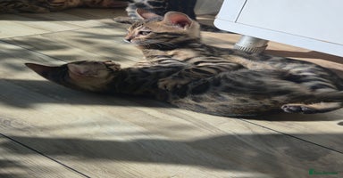 Bengal cats - Advert 10