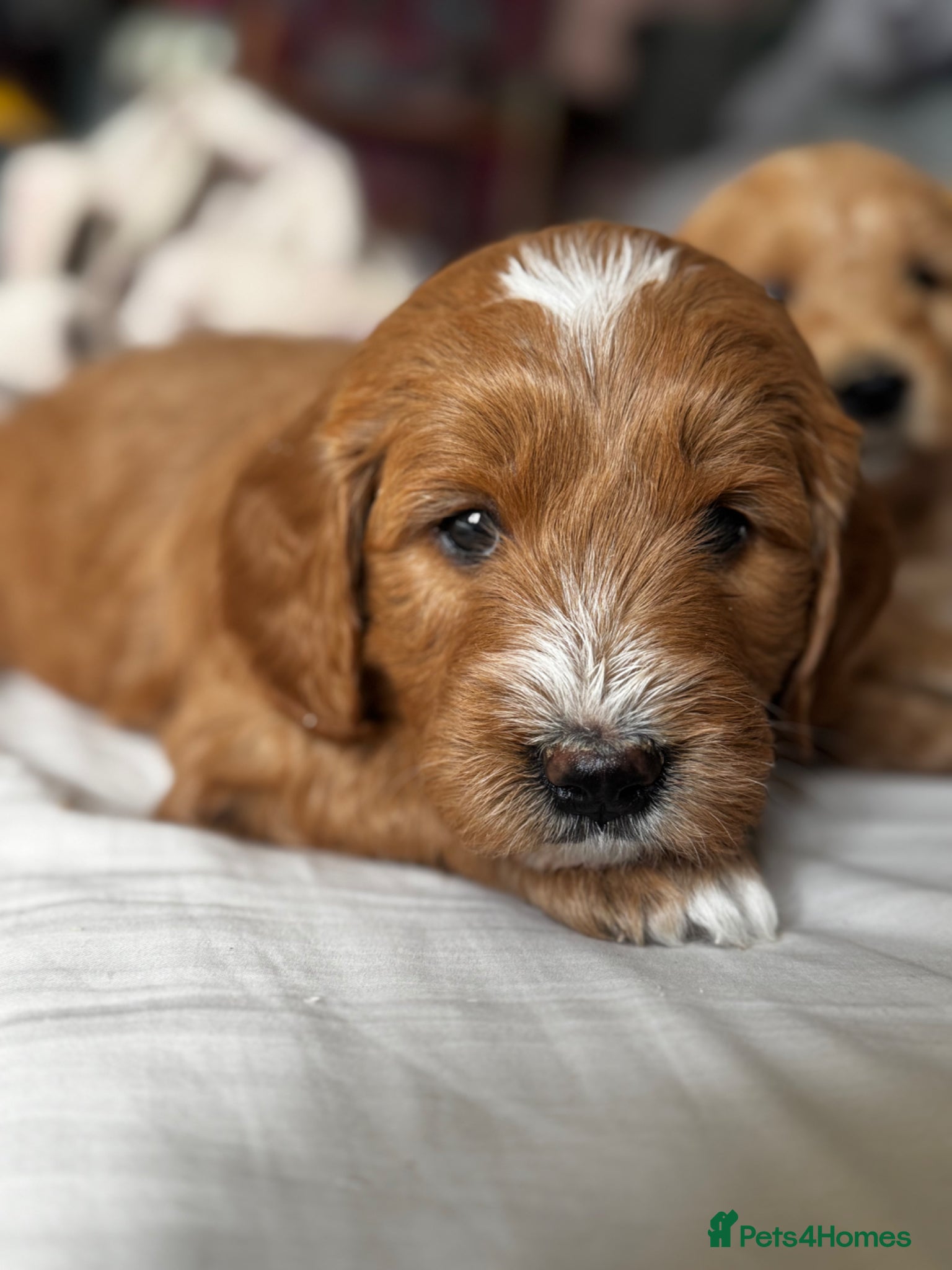 Mini Goldendoodle dogs Fantastic Miniature Goldendoodles  - Advert 2