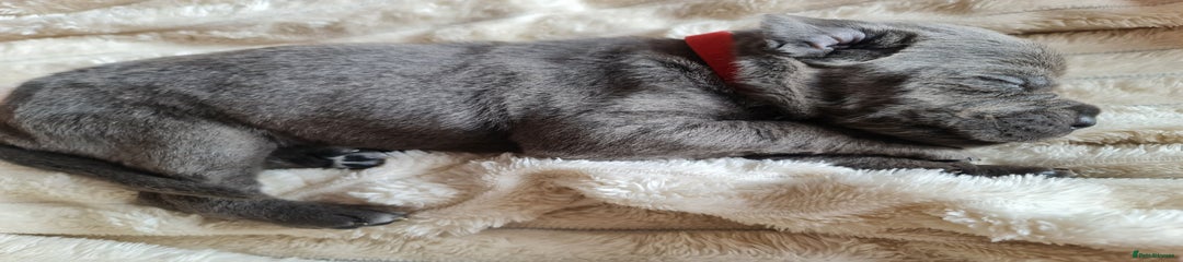 Cane Corso Puppy 2