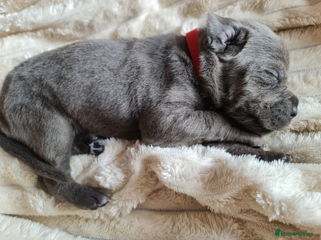 Cane Corso dogs for sale: Cane corso puppies  - Image 21