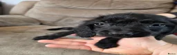 Cocker Spaniel dogs for sale: Beautiful cocker spaniel puppies, ready to leave. - Advert 3