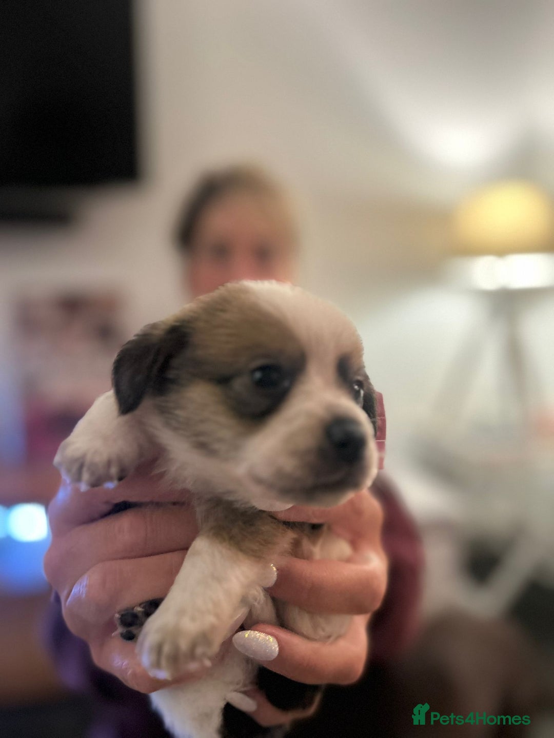 Mixed Breed dogs for sale: Dameranian Fluffballs  - Advert 12