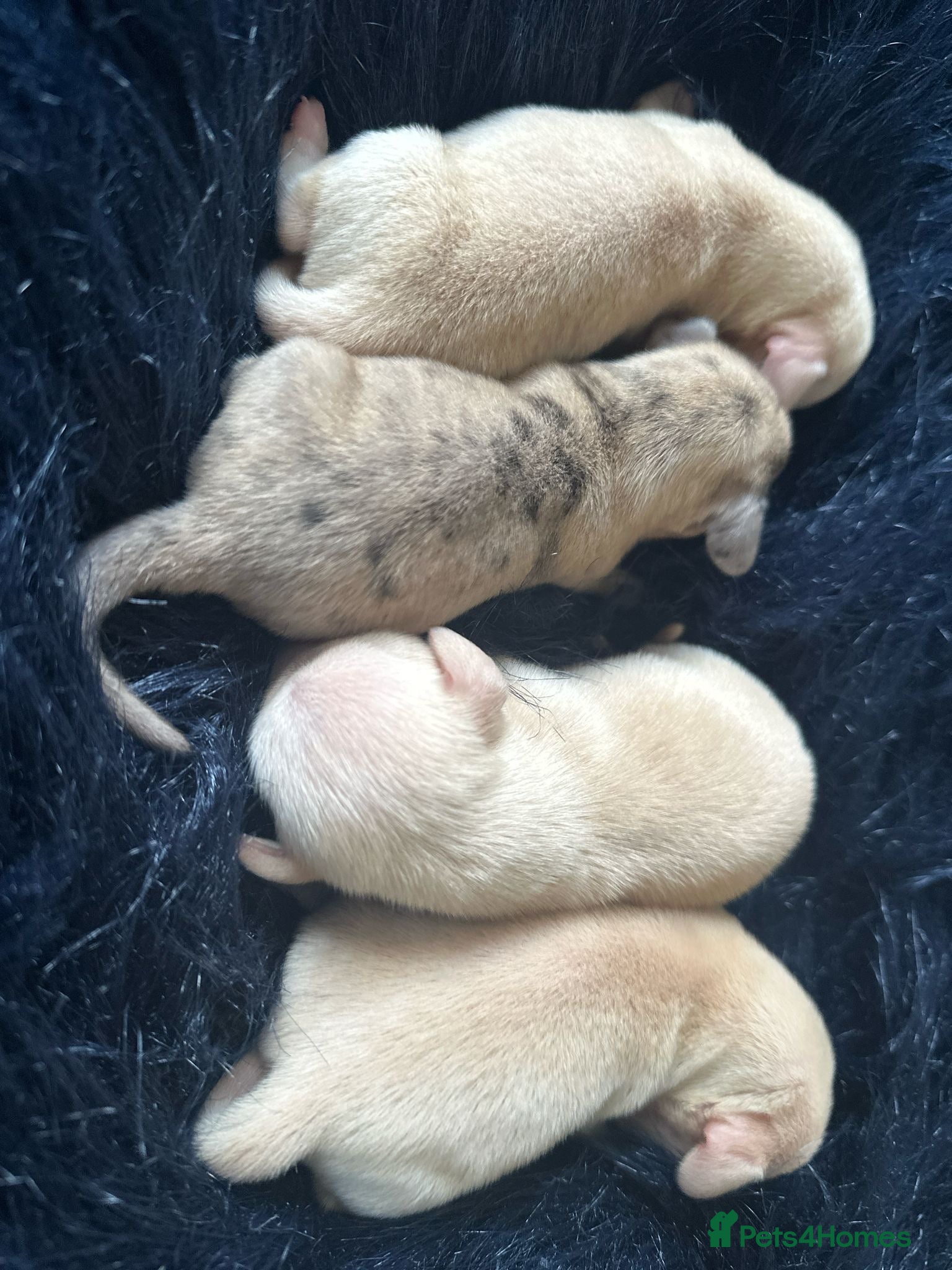 Miniature Dachshund dogs KC Cream Brindle Smooth Miniature Dachshunds - Advert 1