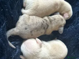 Miniature Dachshund dogs for sale: KC Cream Brindle Smooth Miniature Dachshunds - Advert 2
