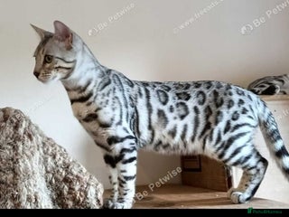 Bengal cats - Advert 2