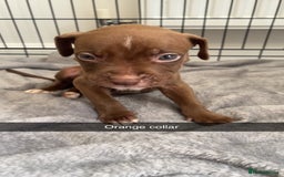Staffordshire Bull Terrier dogs for sale: 5 PREMIUM STAFFS FOR SALE - Image 1