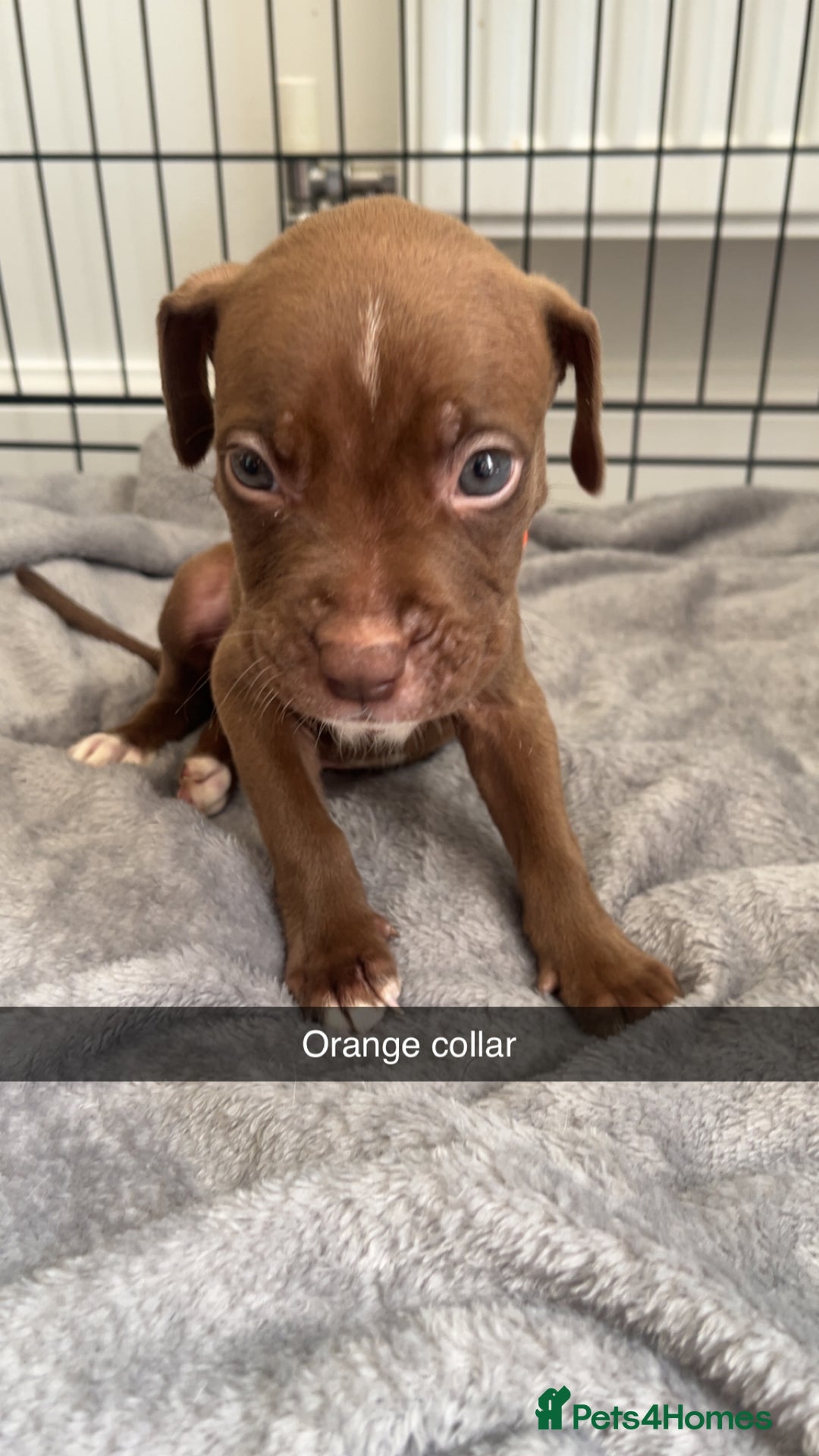 Staffordshire Bull Terrier dogs for sale: 5 PREMIUM STAFFS FOR SALE - Image 1