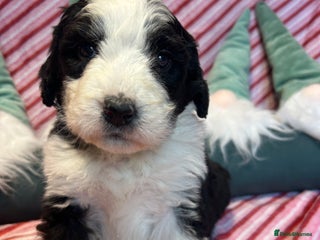 Bernedoodle dogs F1 standard Bernedoodle puppies. Licensed breeder - Advert 11