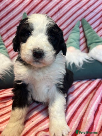 Bernedoodle dogs F1 standard Bernedoodle puppies. Licensed breeder - Advert 13