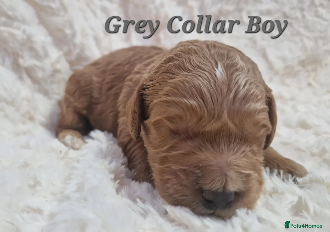 Mini Goldendoodle dogs for sale: Miniature Goldendoodle puppies available - Advert 7
