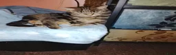 British Longhair cats for sale: Girls,and boys - Advert 12