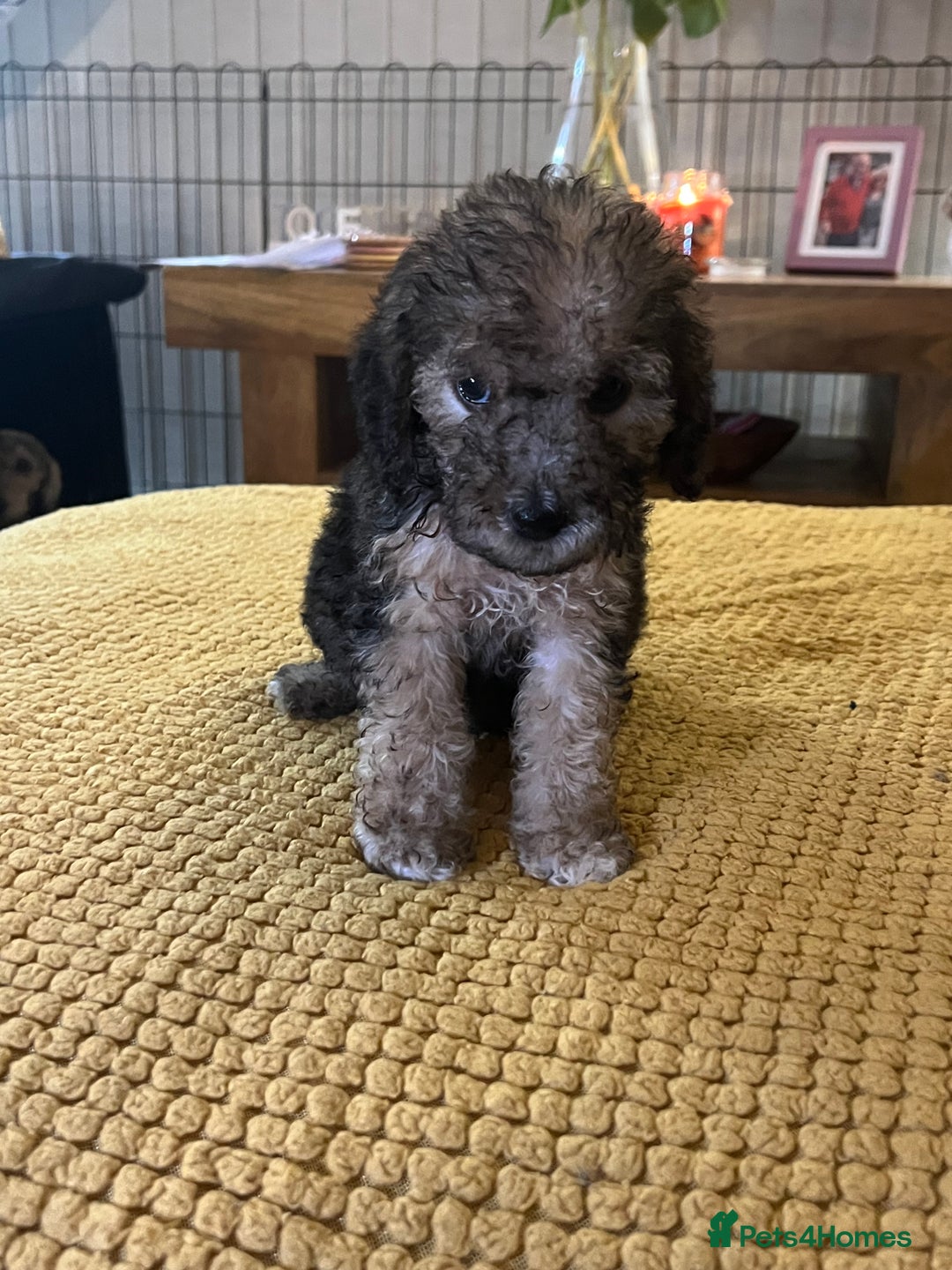 Cockapoo dogs for sale: Cockapoo puppies  - Image 24