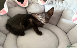 Oriental cats for sale: Gccf Beautiful oriental and Siamese ki - Image 9