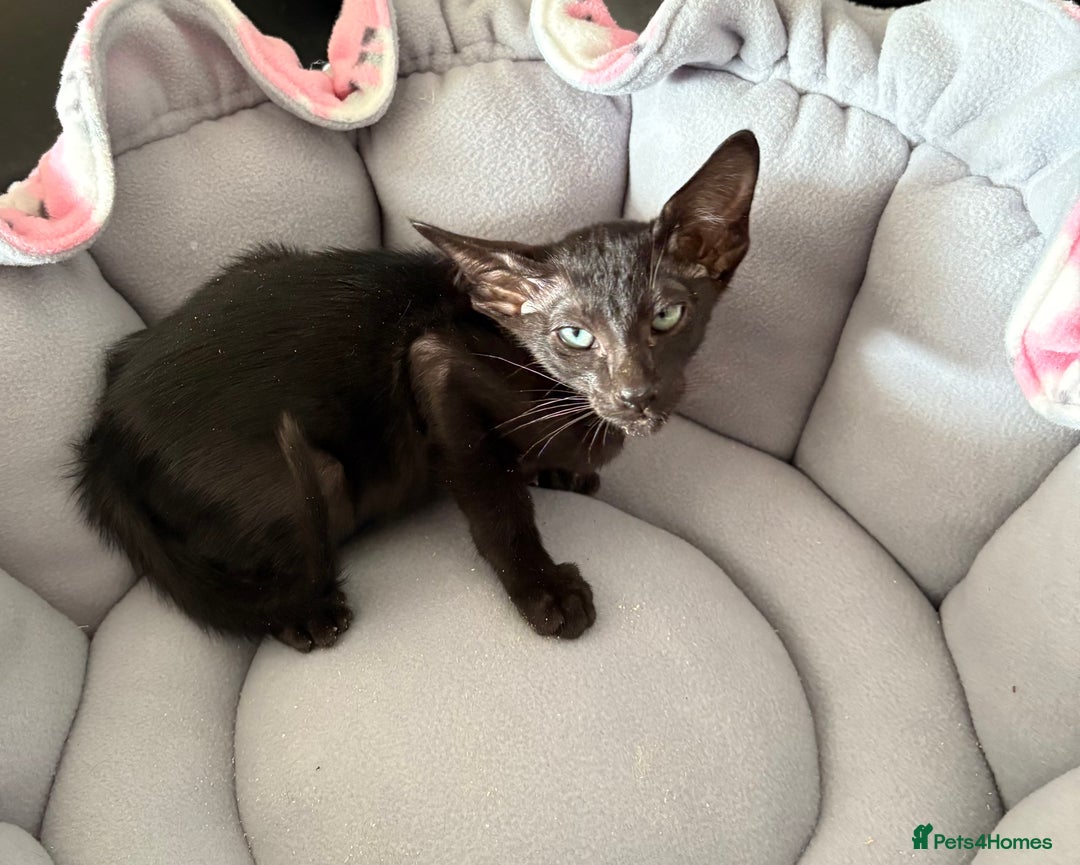 Oriental cats for sale: Gccf Beautiful oriental and Siamese ki - Image 9