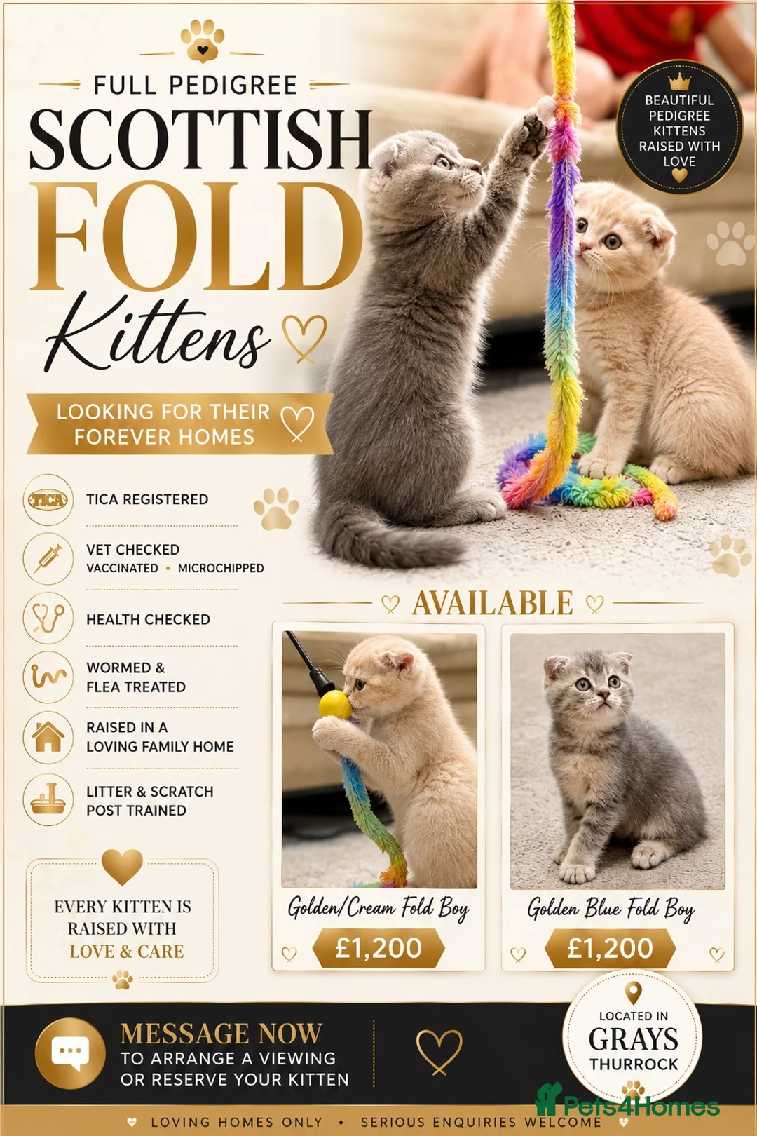 Scottish Fold cats for sale: TICA registered full pedigree Kittens - Advert 1