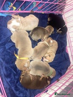 English Bulldog dogs - Advert 2