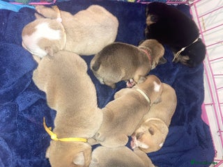 English Bulldog dogs - Advert 1