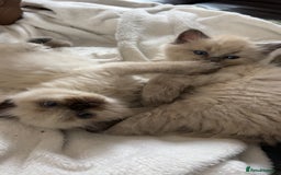 Ragdoll cats for sale: Ragdoll kittens - Image 8