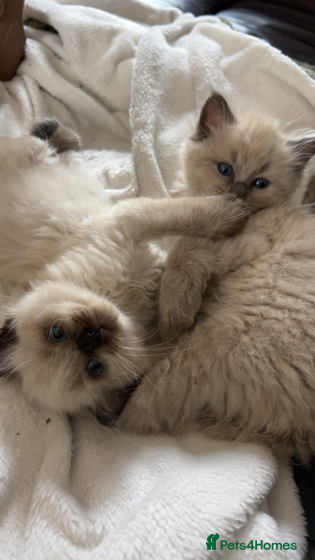 Ragdoll cats for sale: Ragdoll kittens - Image 8