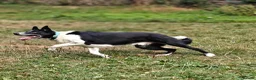 Border Collie dogs for adoption: Meet Max, looking for a new family or foster home - Advert 9