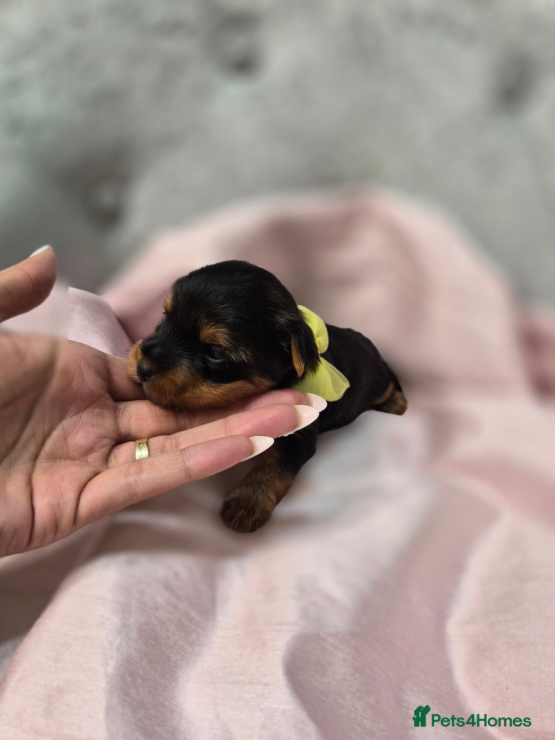 Yorkshire Terrier dogs for sale: Beautiful 7-puppies Yorkshire Terrier - Advert 14