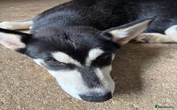 Siberian Husky dogs for sale: 2 female husky pups  - Image 4