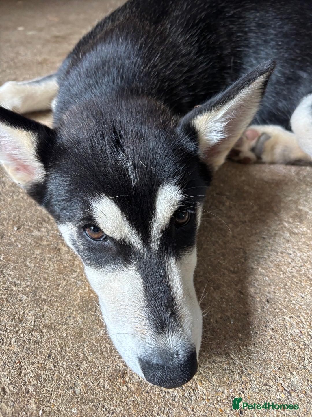 Siberian Husky dogs for sale: 2 female husky pups  - Image 4