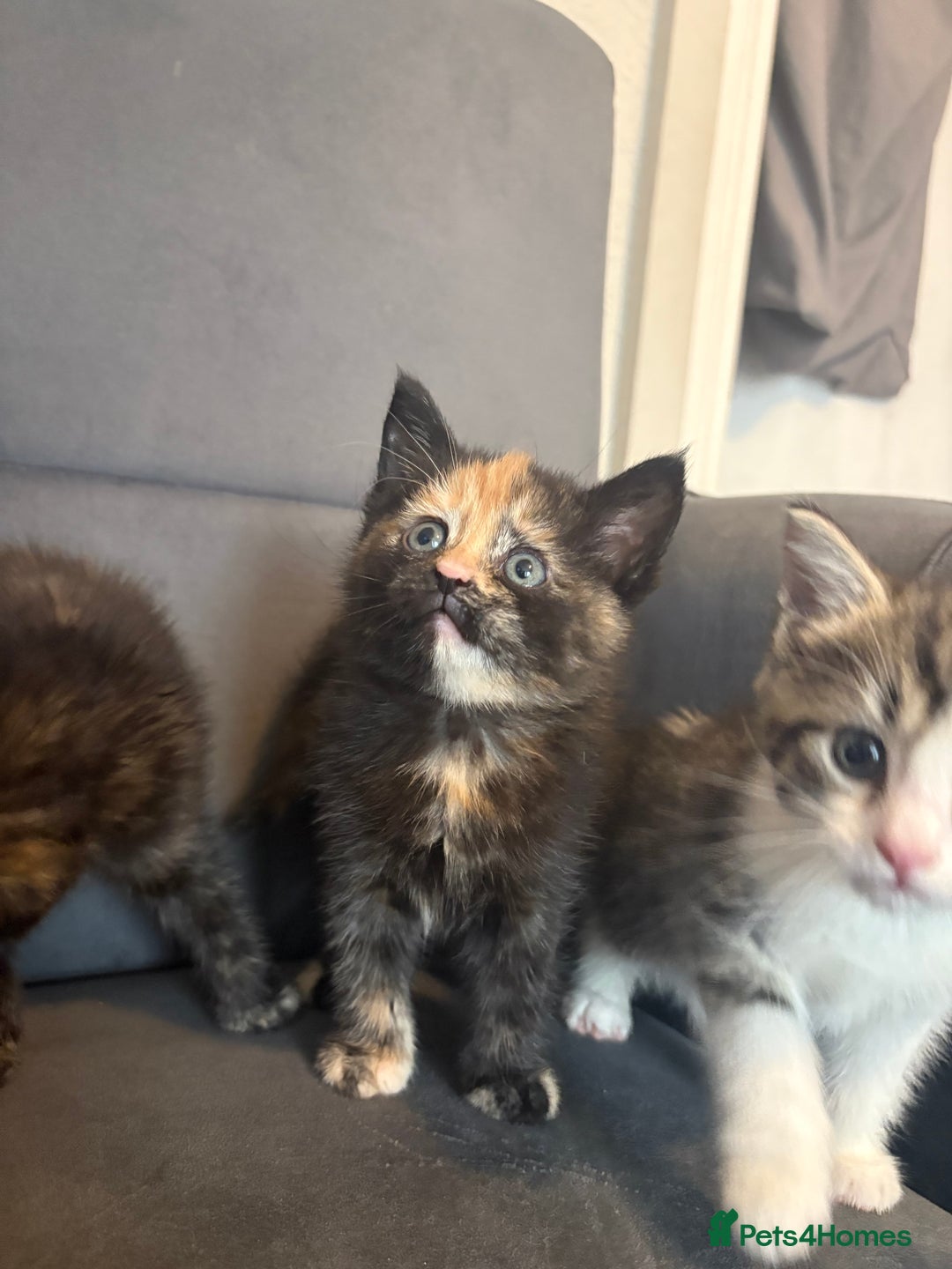 Mixed Breed cats for sale: Beautiful Kittens For sale  - Image 8