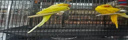 Mixed Breed birds for sale: Different types of birds *read description*  - Advert 8