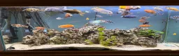 Cichlids fish for sale: Assorted Cichlids, catfish + Crab - Advert 2