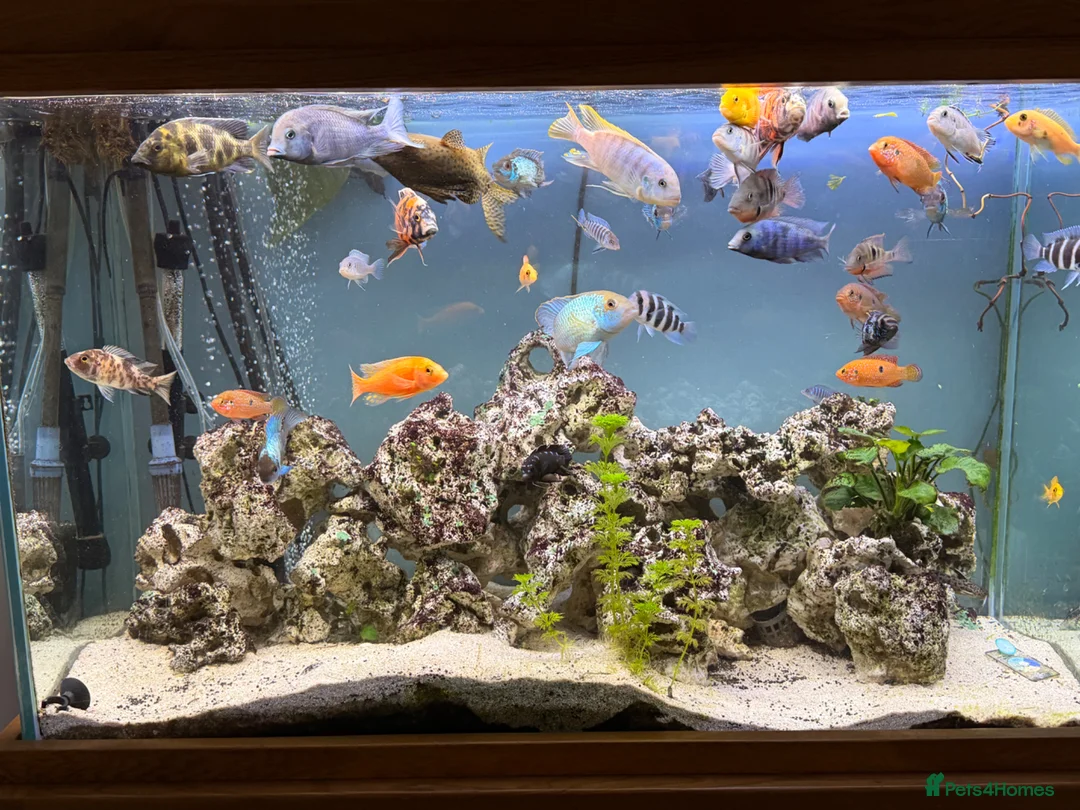 Cichlids fish for sale: Assorted Cichlids, catfish + Crab - Advert 2