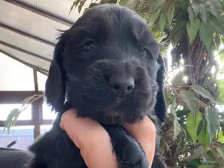 Cocker Spaniel dogs Gorgeous show cocker spaniels - Advert 15