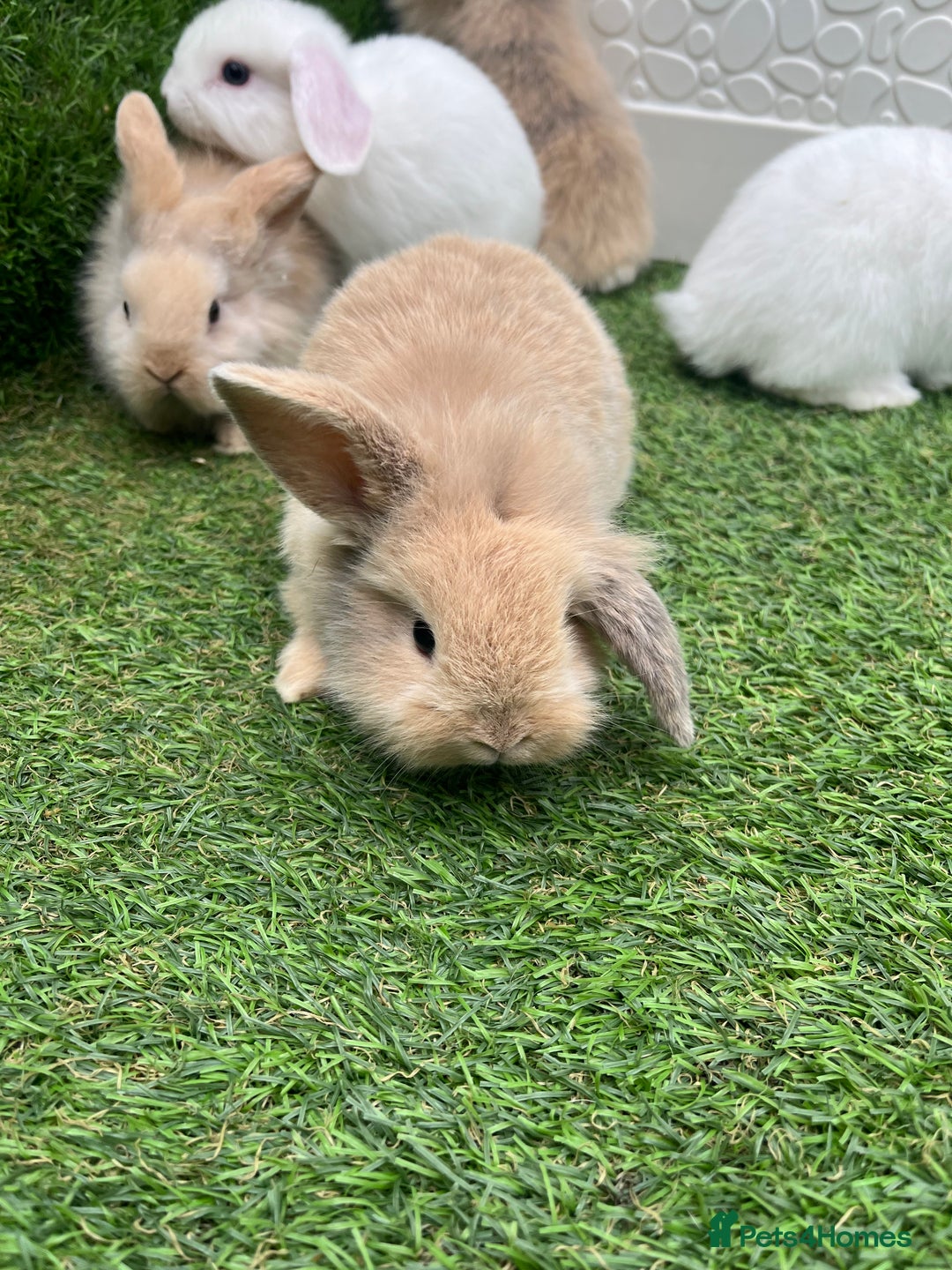Lionhead rabbits for sale: Lionhead bunnies  - Image 5