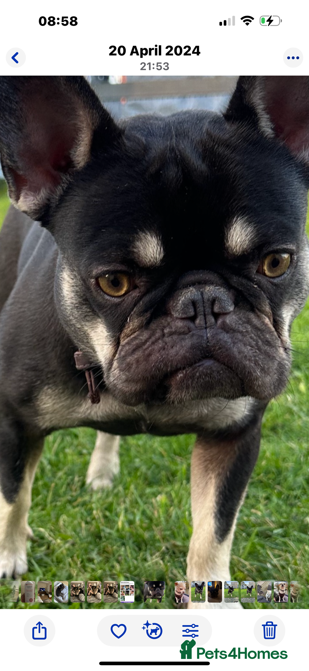 French Bulldog dogs for sale: Loving Home Needed for My French Bulldog  - Advert 6