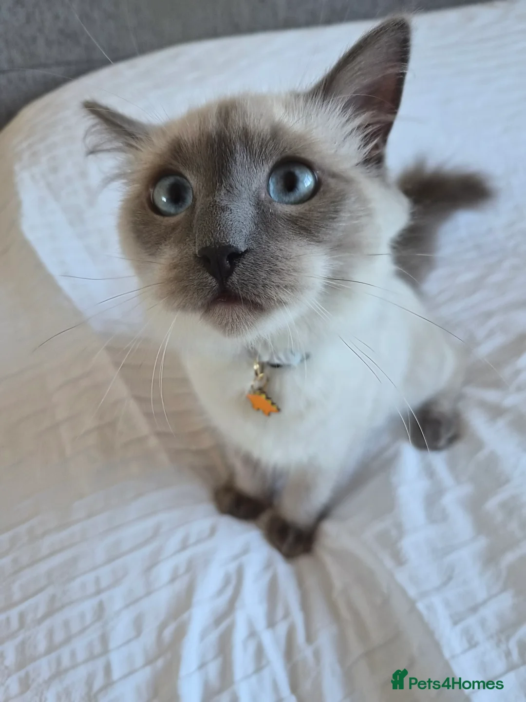 Ragdoll cats for sale: Gorgeous ragdoll kitten 😻 - Advert 5