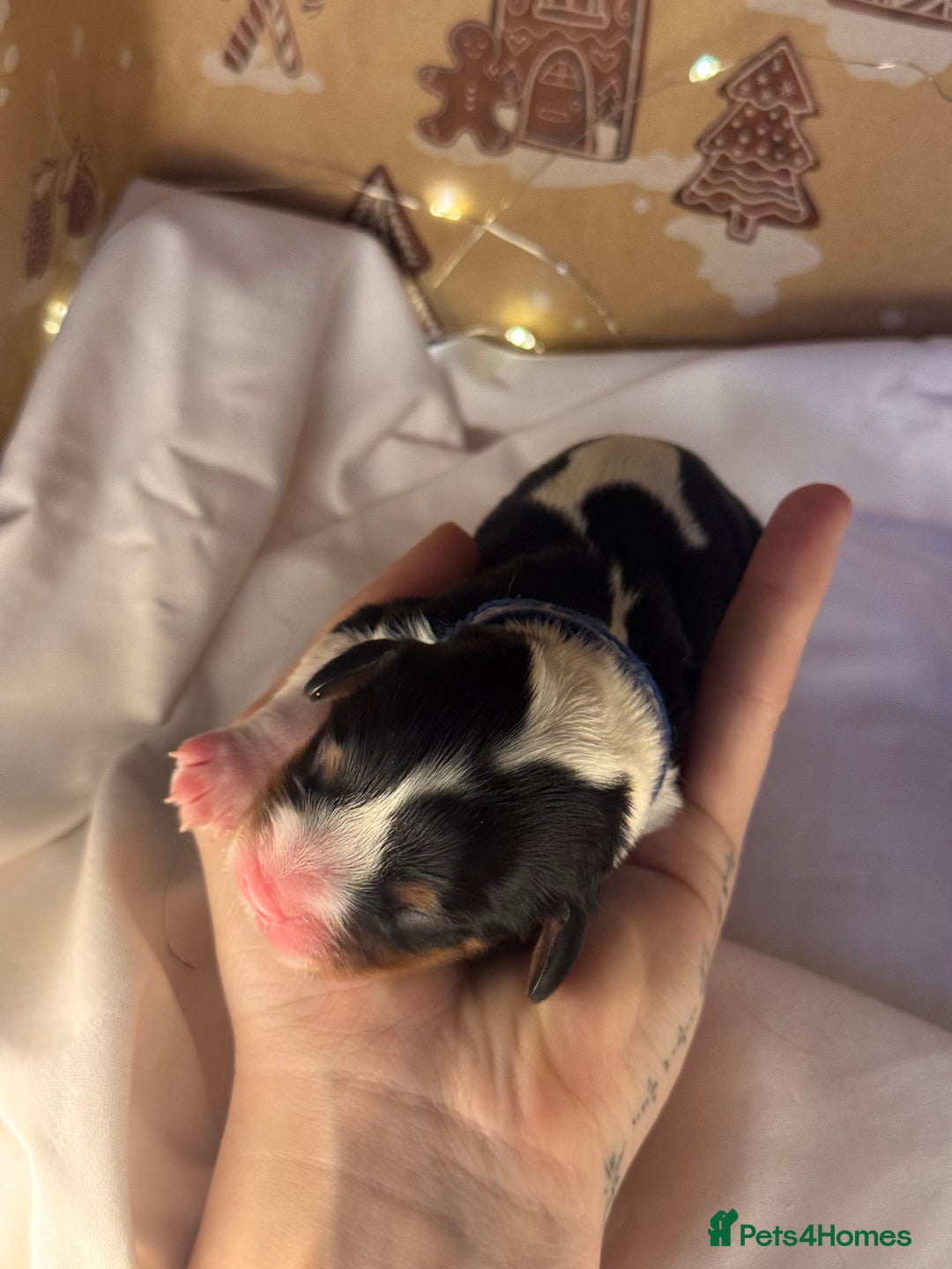 Cavalier King Charles Spaniel dogs for sale: Stunning pups DNA HEALTH TESTED PARENTS  - Advert 8