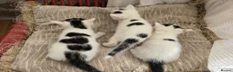 Mixed Breed cats for sale: Adorable9-Week-Old Kittens Looking forLoving Homes - Advert 6