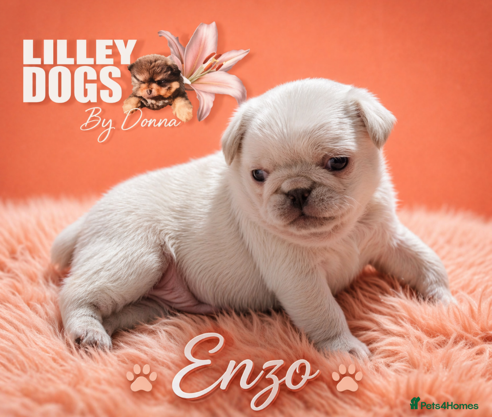 Pug dogs Gorgeous baby pug boy  - Advert 5