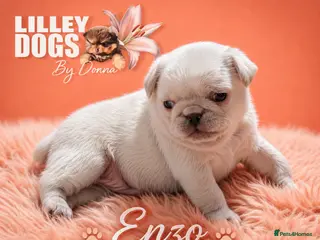 Pug dogs Gorgeous baby pug boy - Advert 1