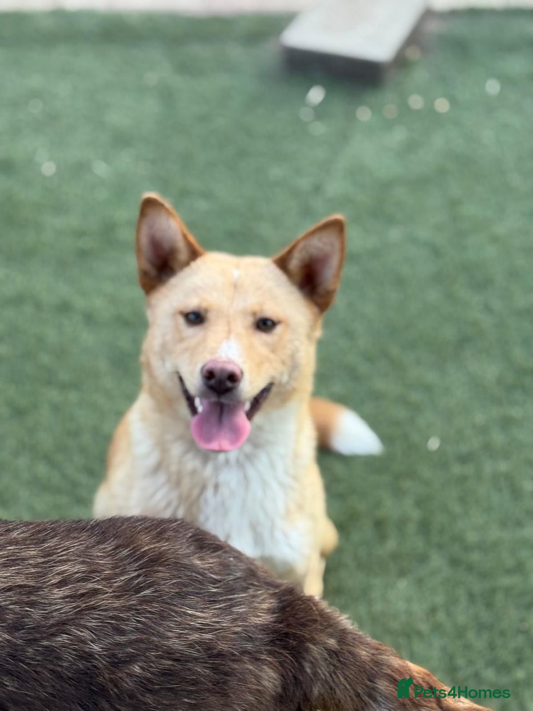 Mixed Breed dogs for adoption: Gorgeous Bill ready for his home - Advert 10