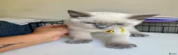 British Shorthair cats for sale: 💙 GCCF Pedigree Blue Colourpoint BSH Kitten - Advert 26