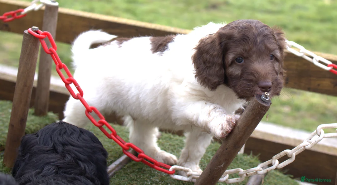 Labradoodle dogs for sale: 🐾🌈 Bred for Potential, Raised for Resilience🐾🌈 - Advert 36