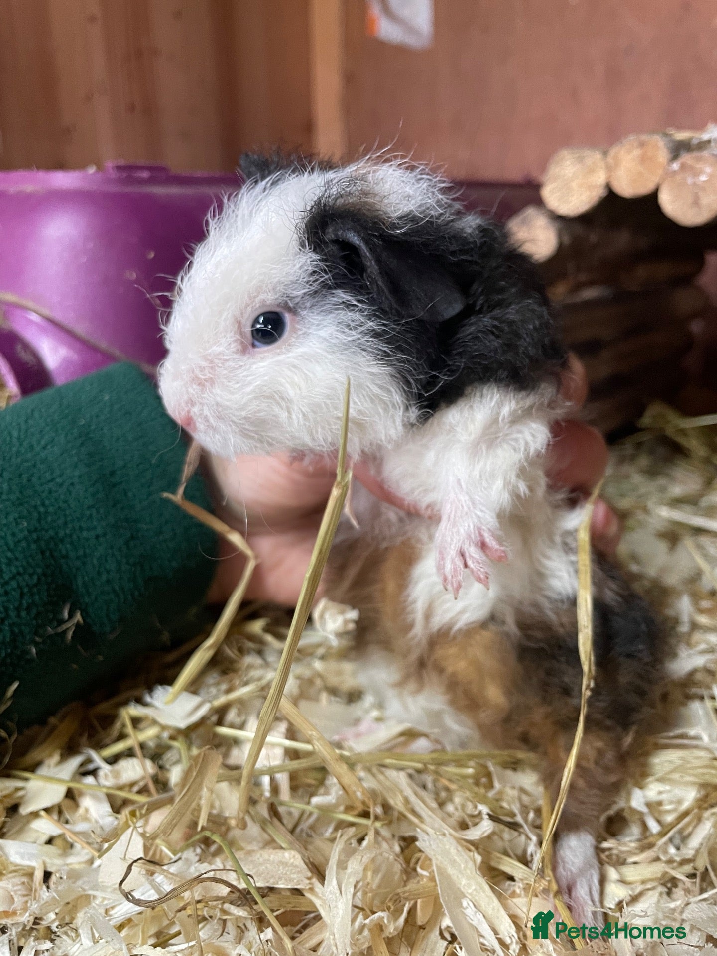 Guinea Pig rodents 5 boys , 1 girl  - Advert 2