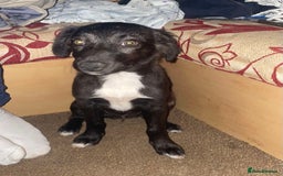 Border Collie dogs for sale: Border collie puppy’s for sale  - Image 5