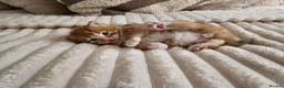 Mixed Breed cats for sale: Beautiful Kittens Looking For Their Forever Homes. - Advert 7