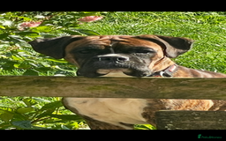 Boxer dogs for sale: 3yr old boxer female looking for loving home  - Image 7