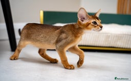 Abyssinian cats for sale: Vanilla Boy-Exceptional Abyssinian-Champion line - Advert 4
